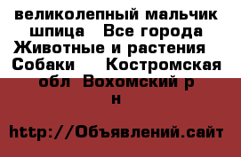 великолепный мальчик шпица - Все города Животные и растения » Собаки   . Костромская обл.,Вохомский р-н